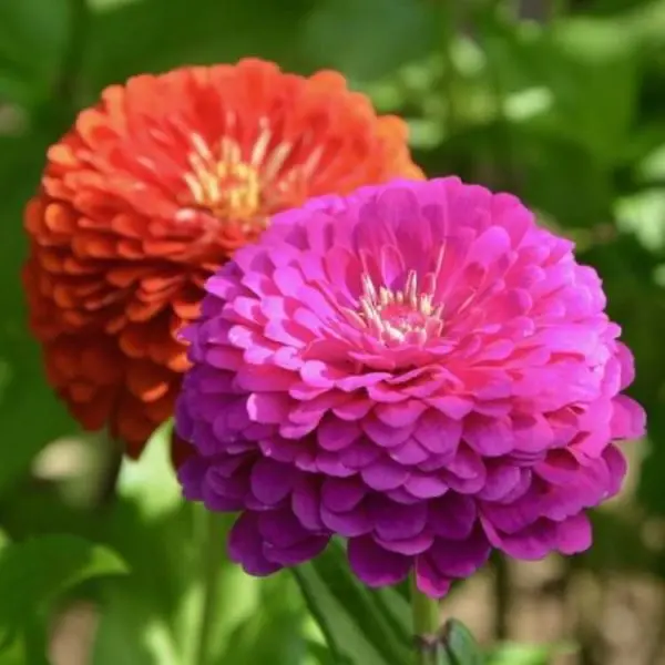 Classic Zinnia Elegans Flower 20 Seeds, Balcony Easy To Grow - Seeds | - Image 3