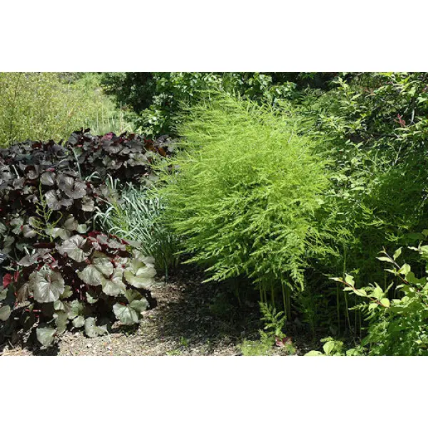 All Time All Seasons Baramase Asparagus Mary Washington Variety 20 Plus Seeds Kurilo Seeds - Image 2