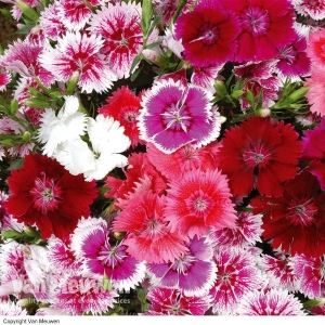 Dianthus 'Diamond Mixed' (Garden Ready) 20 Seeds For Garden And Balcony