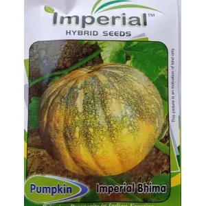 Vegetable Seeds - 1 Packet Bhima Pumpkin Seeds 2 Gram