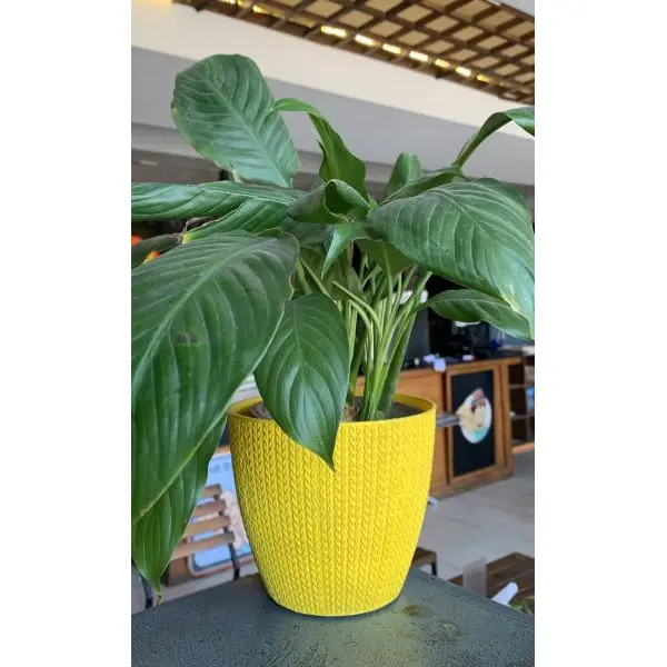 6 Inch Turkey Flower Pot / Planter For Indoor Outdoor Garden - Image 2