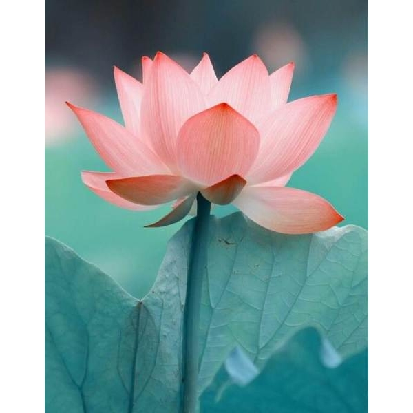 Welcome New Year 2080 With Good Luck Lotus Flower Seeds - 6 Seeds For Prosperity And Positive Energy (Plant Main Door) - Image 2