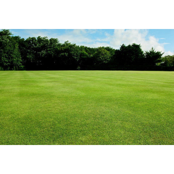 Sport & Field Carpet Lawn Grass Seeds – 5g Pack – Ideal for Kitchen Garden & Small Area Landscaping - Image 2