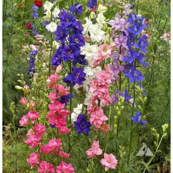 Larkspur Flower Seeds Mixed 20 Plus Seeds - Image 3