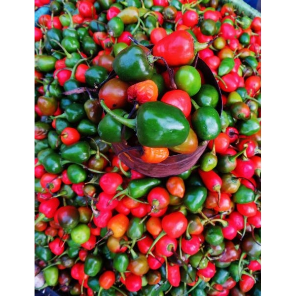 Akabare Khursani Seeds ( अकबरे खुर्सानी Biu ) - 20+ Seed Loose Packed - Image 2