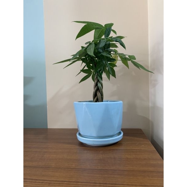5 Inch Cute Ceramic Pot For succulents - Image 3