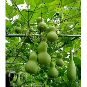 1 Packet Bottle Gourd Seeds - Variety Mix Vegetable Seeds