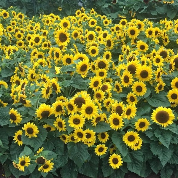 Sunflower Minature Flower Seeds - Excellent Quality Flower Seeds 20+ In Count - Image 3