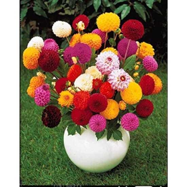 20+ Loose packed Seed Of Dahila Mix Flower Seeds - Image 2