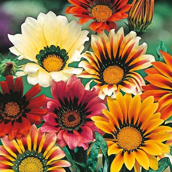 Indain Gazania- Mixed Color Flower 20 Seeds For Garden And Balcony -Gazania Sunshine Hybrid Mixed Flower 20 Seeds - Kitchen Garden - Image 4