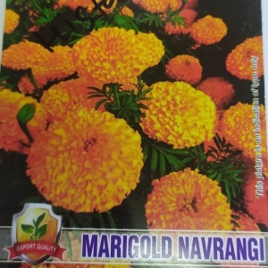 20+ Marigold Navrang Seeds, Excellent Seed 89+ germination Rate