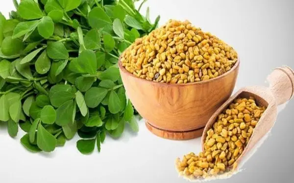 1 Packet Hybrid Kasturi-55 Methi Seeds