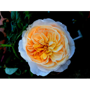 5 Seeds Of Nejal White - Yellow Rose Seeds With Golden Bu. Packing