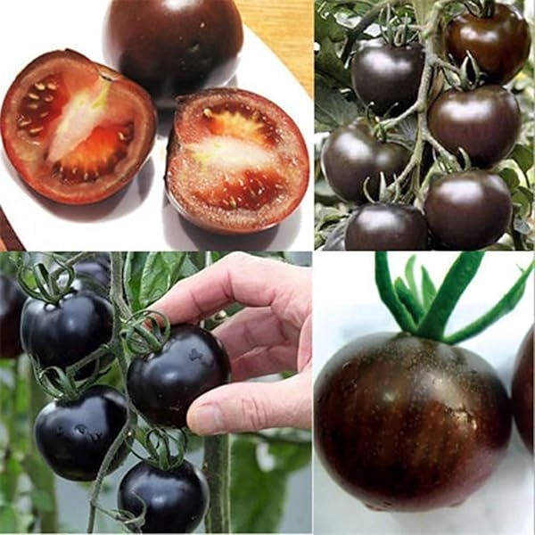 TOMATO Seed - 1 Packet TOMATO BLACK PEARL PURPLE Omaxe Seeds By Savyata Stores For Kitchen Garden - Image 3