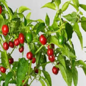 Easy And Guarantee Grow Akabare Khursani Seeds For Balcony, Bardali And Garden 20 Quality Seeds