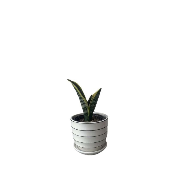 6 Inch Beautiful Ceramic Plant With Matching Plate - Image 2