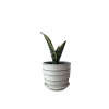6 Inch Beautiful Ceramic Plant With Matching Plate
