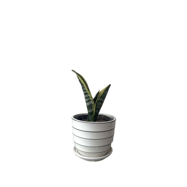 6 Inch Beautiful Ceramic Plant With Matching Plate - Image 3