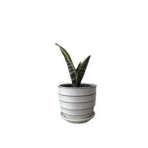 6 Inch Beautiful Ceramic Plant With Matching Plate