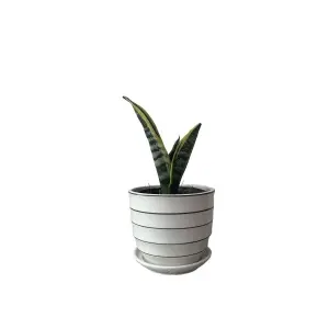 6 Inch Beautiful Ceramic Plant With Matching Plate