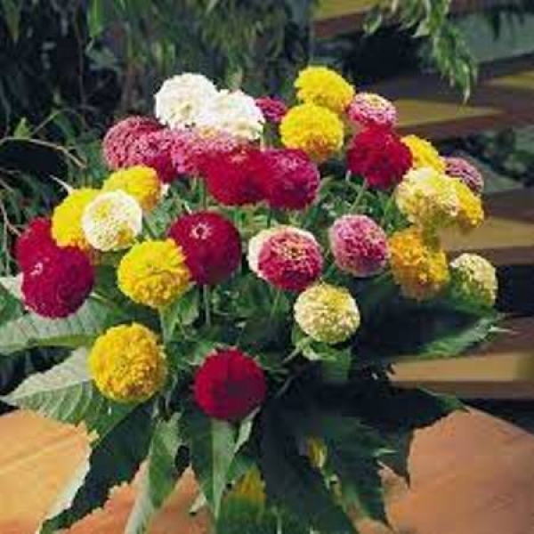 6 Types Of Zinnia Mix Flower Seeds (6 Packets) - Image 3
