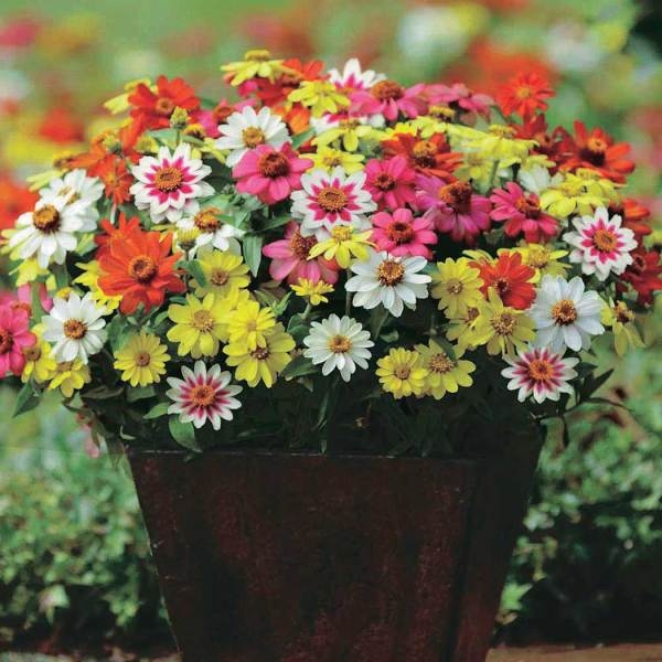 6 Types Of Zinnia Mix Flower Seeds (6 Packets) - Image 4