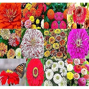 6 Types Of Zinnia Mix Flower Seeds (6 Packets)