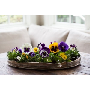 Pansy Flower Garden Mixed 20 Seeds - Delta Premium F1 Series - Neon Violet - 20 Seeds