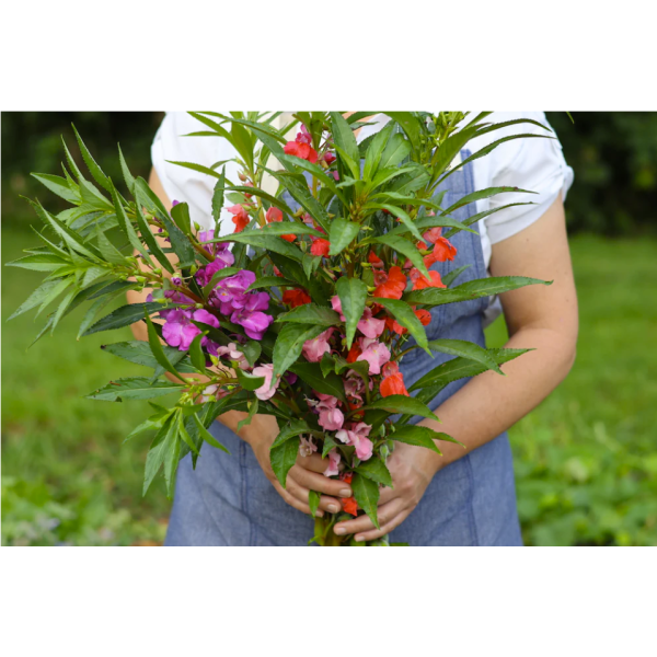 Balsam Camellia Mixed Flower Seeds Impatiens Balsamina Mixed Flower 20 Seeds For Garden And Balcony - Image 2