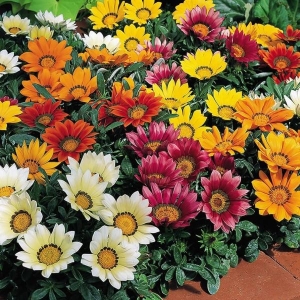 Indain Gazania- Mixed Color Flower 20 Seeds For Garden And Balcony -Gazania Sunshine Hybrid Mixed Flower 20 Seeds - Kitchen Garden