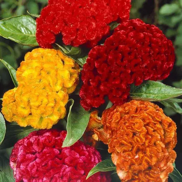 20+ seed Of Cockscomb Mixed Flower Seeds - Image 2