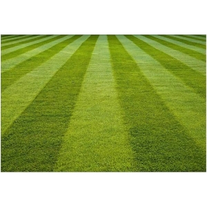 Sport & Field Carpet Lawn Grass Seeds – 5g Pack – Ideal for Kitchen Garden & Small Area Landscaping