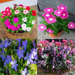 Baramase - All-Time Flower Antier Vinca Mixed Flower 30 Seeds For Garden And Balcony