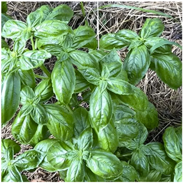 Basil GENOVSE Green 20+ Seeed - Image 2