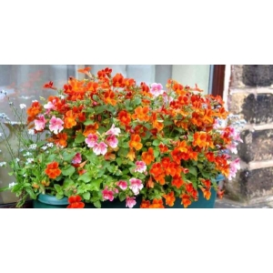 1 Packet Namesia Mix Flower Seeds