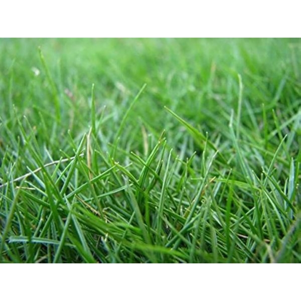 Bermuda Grass Seeds – Fresh Lawn & Garden Seeds (5 Grams) Fast-Growing | Dense Green Coverage | Easy to Grow - Image 3