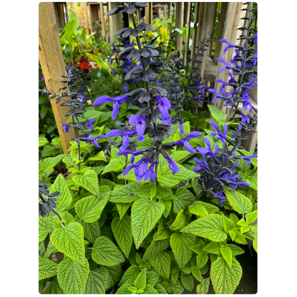 20+ seed Of Salvia 'Black & Blue' plants Flower Seeds, Top Rare Flower - Image 4