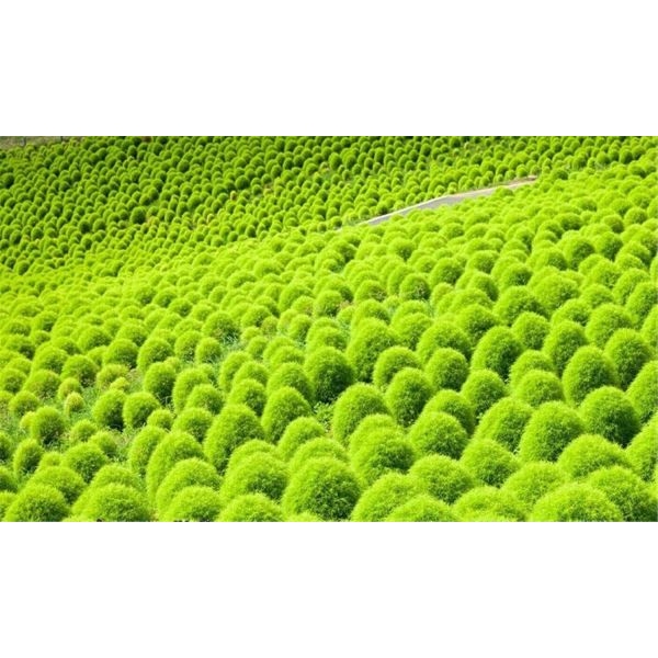 Kochia Scoparia Organic Hybrid Flower seeds For Your Home & Gardening. 20+ seed - Image 2