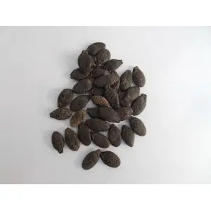 Fresh vegetable Seeds 1 Packet Loose Seed - Ridge Gourd Seeds / Jhigaani Seeds