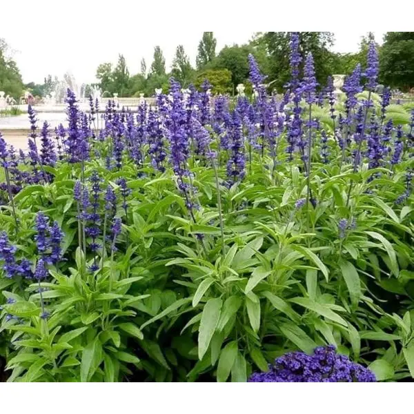 20+ Blue Sage (Salvia Farinaceous) Flower Seeds rare Salvia variant - Image 3