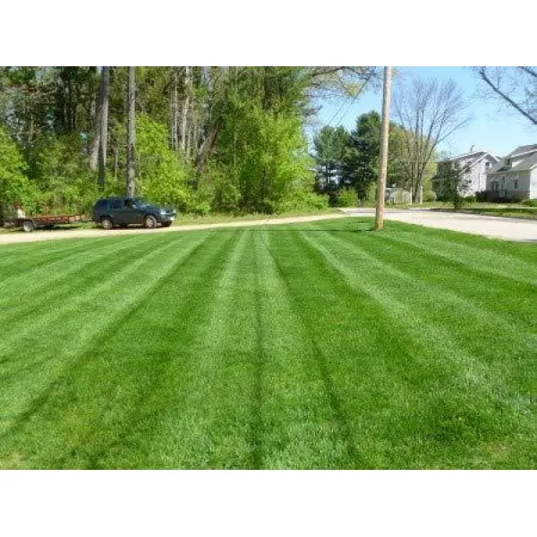 Turf Grass Seeds - Fresh Lawn And Garden Seeds 5 Gram - Seeds | Loose Packed - Image 4