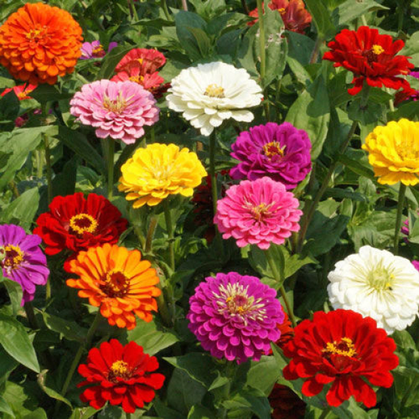 Loose Flower Seeds - California Giants Zinnia Seed 20 Plus Seeds Loose Pack - Image 2