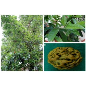 1 Packet Seeds Of Rudraksha | रुद्राक्ष (Elaeocarpus sphaericus ) 200 Gram