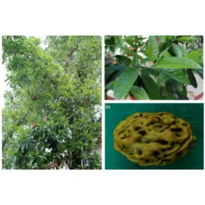 1 Packet Seeds Of Rudraksha | रुद्राक्ष (Elaeocarpus sphaericus ) 200 Gram
