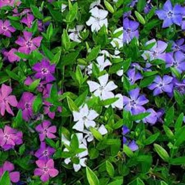 Baramase - All-Time Flower Antier Vinca Mixed Flower 30 Seeds For Garden And Balcony - Image 2