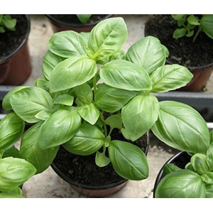 1 Packet  Green Sweet Genovese Basil