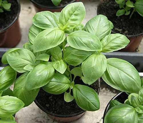 1 Packet Green Sweet Genovese Basil