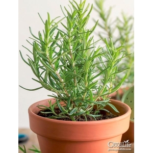 20+ Loose Packed  Seed Of Rosemary Herb Seeds Kitchen Garden Use