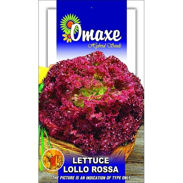 Lettuce Seeds - Omaxe Lettuce Lollo Rosso - 25 Seeds Loose Pack Exotic Seeds - Image 2