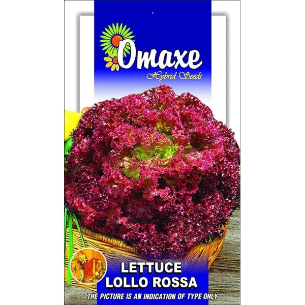 Lettuce Seeds - Lettuce Lollo Rosso - 20+ Seeds Pack Exotic Seeds Loose Packed - Image 2